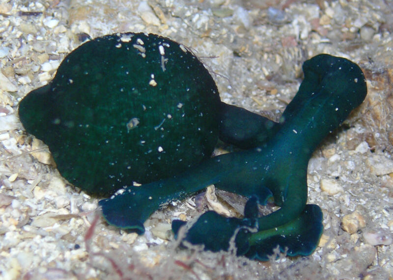 Grüner Igelwurm (Bonellia viridis)