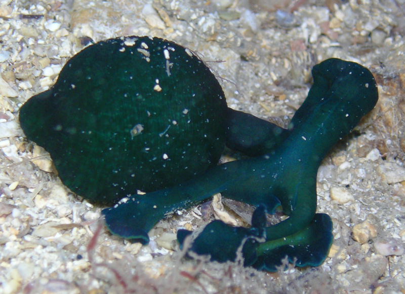Grüner Igelwurm (Bonellia viridis)